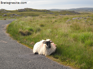 mouton connemara bretagnesite