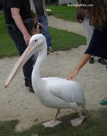 pelican branfere bretagnesite