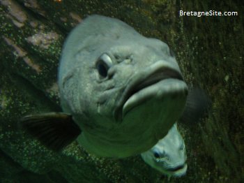 poisson bretagnesite