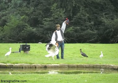 spectacle oiseau branfere bretagnesite